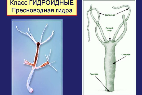 Kraken 13 at сайт